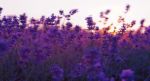 sunset-on-lavender-wallpapers-t