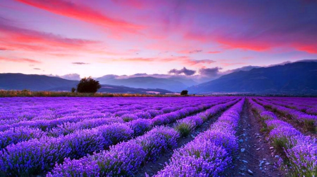 lavender blue